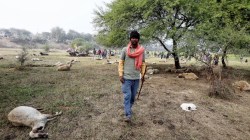 Panic in Lucknow after 170 sheep die under unclear circumstances – All we know