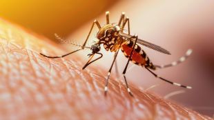 WHO malaria report 2025