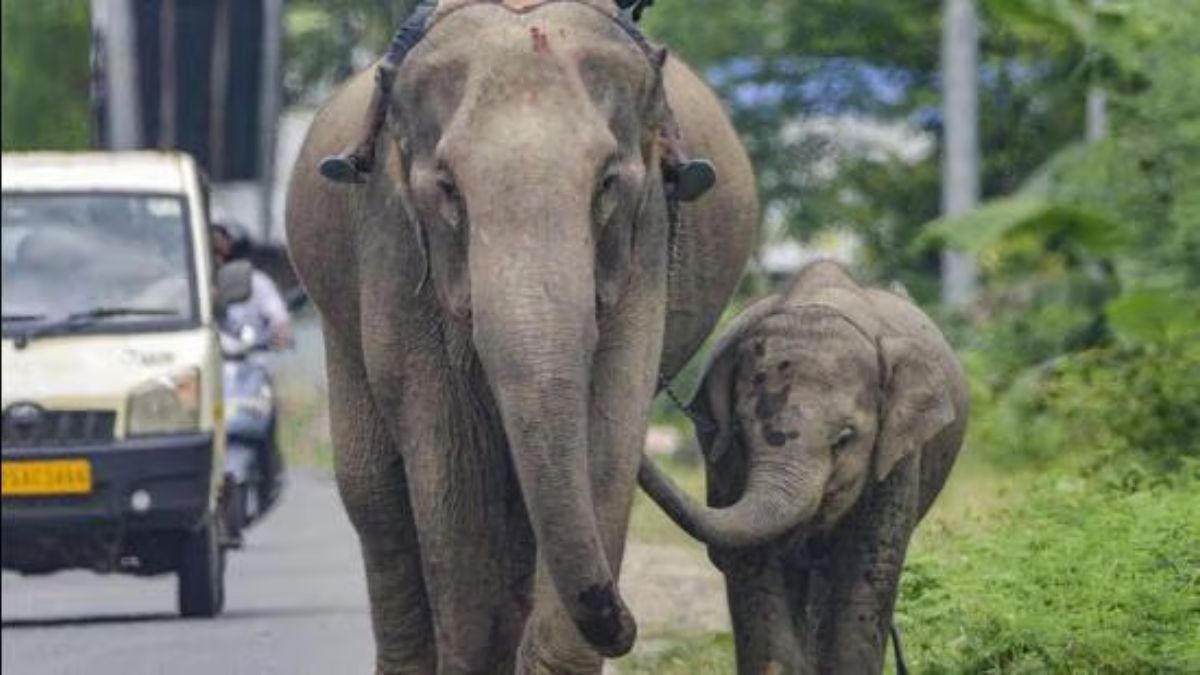 Sairang New Delhi Rajdhani Express, assam, rajdhani express, elephants death, elephants killed, rajdhani accident assam