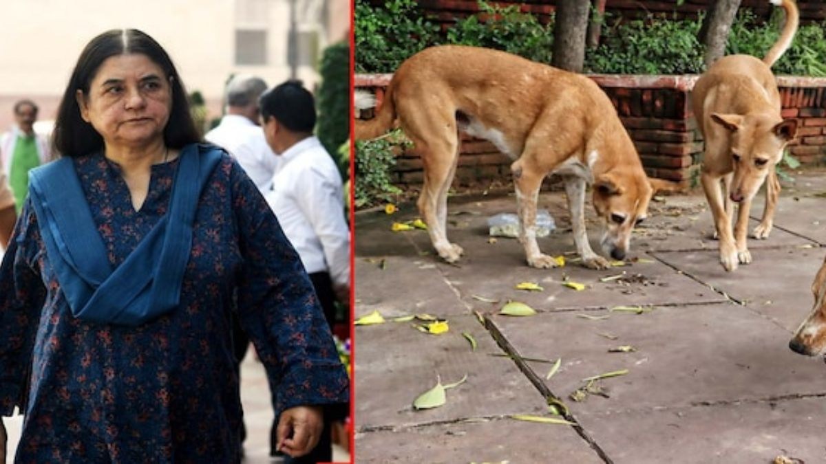Maneka Gandhi Criticizes SC Stray Dog Ruling