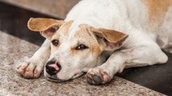 Nearly 100 strays killed in Hyderabad days after 500 dogs ‘poisoned to death’ across Telangana: Report
