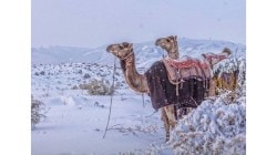 Snowy surprise: Unexpected precipitation and blizzards across the world inspired shock and awe alike