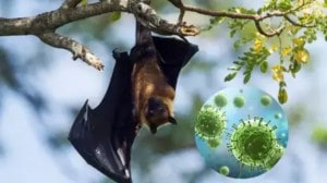 Nipah Virus Alert in West Bengal: 5 Cases Confirmed, 100 Quarantined