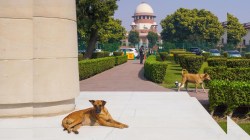 ‘Have you heard her podcast?’: SC loses patience with Maneka Gandhi over stray dog remarks, flags contempt