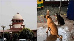‘For every stray dog bite, death, you pay’: Supreme Court’s big remark