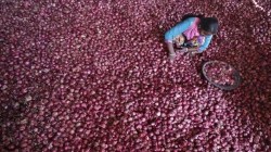 Onions prices fall sharply on robust kharif harvest