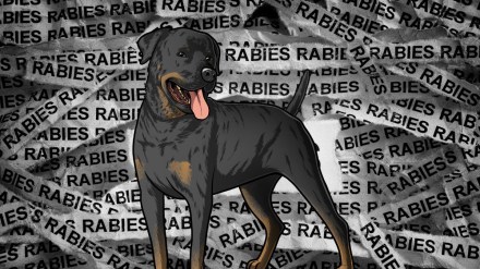 Rabies Rabies