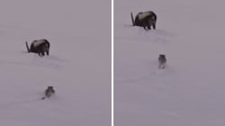 ‘One more roll and both would have died’: Heart-stopping video captures snow leopard’s cliffside hunt