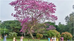 Bengaluru residents Tabebuia bloom spotting into a seasonal tech quest with interactive pink tree tracker