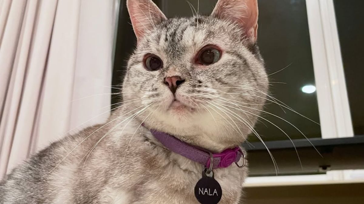 nala cat instagram nala cat instagram