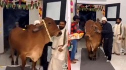 Indian family in Texas welcomes cow into new home; video sparks racist rhetoric online: ‘Zero intention of integrating’