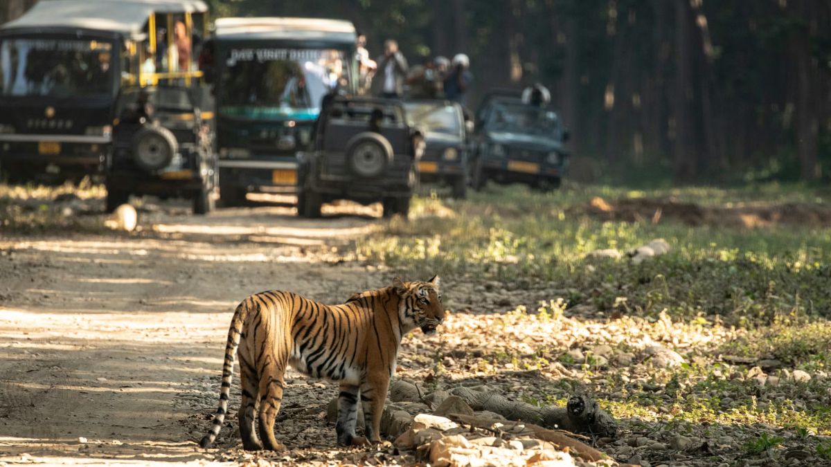 Maharashtra tiger safari