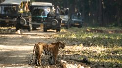 Tiger Safari Season opens in Maharashtra: Tadoba, Pench among top parks to spot the big cat