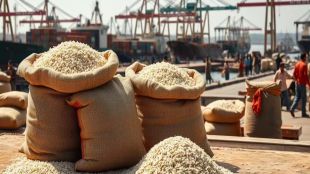 The Indian Rice Exporters Federation (IREF) has written to the Agricultural and Processed Food Products Export Development Authority (APEDA), warning that exporters are facing an acute shortage of containers, cancelled vessel calls to the Middle East and sharply rising logistics costs, PTI reported.
