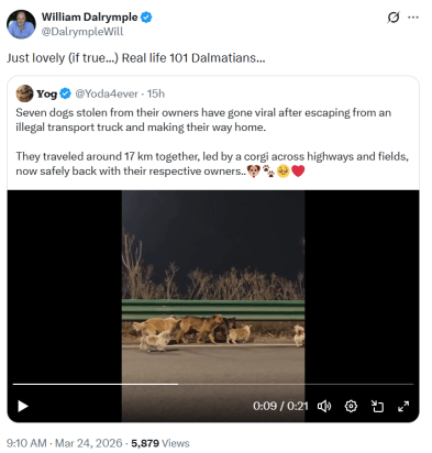 seven dog video