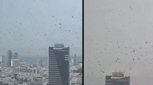 'Harbringer of doom': Murder of crows circling Tel Aviv sparks doomsday buzz amid Iran war | Video (X screengrab)