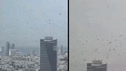 ‘Harbringer of doom’: Murder of crows circling Tel Aviv sparks doomsday buzz amid Iran war | Video