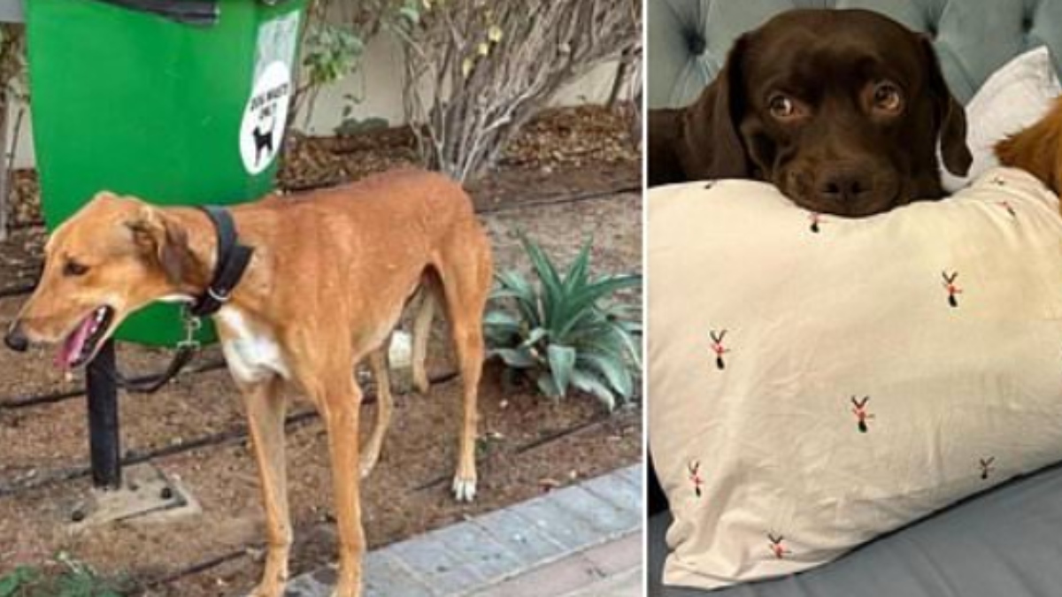 Dogs tied to poles, cats found in boxes: How expats fleeing Dubai are ...