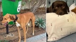 Dogs tied to poles, cats found in boxes: How expats fleeing Dubai are leaving their pets behind