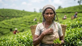 An elderly Assamese tea plantation worker holding fresh tea leaves, with a sprawling green tea estate in the background, representing the economic and cultural life of the tea tribes.