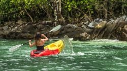 No more crowded beaches — Why Mangrove Kayaking is becoming travellers’ favourite new summer activity