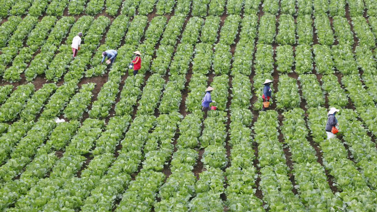 The myth of FDI as a cure for agriculture - Opinion News | The ...