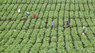 Centre Unveils ₹13,000 Crore Interest-Free Loans for AgriStack