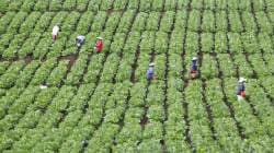 AgriStack rollout gets Rs 13,000 crore backing