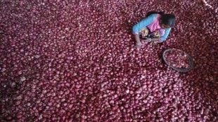 Onion Prices Crash to ₹1,100 per Quintal as West Asia War and Record Rabi Crop Glut Indian Markets