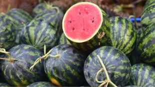 Mumbai family tragedy: Doctors dismiss watermelon link, point to possible toxin