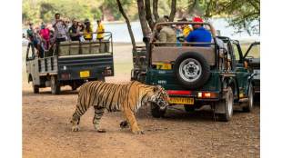 Silence in the Wild: Why India’s Tiger Reserves Are Banning Smartphones on Safari