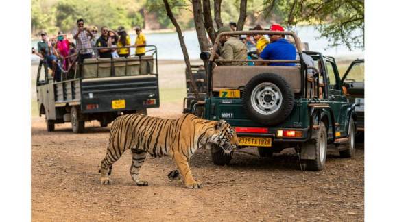 Silence in the Wild: Why India’s Tiger Reserves Are Banning Smartphones on Safari
