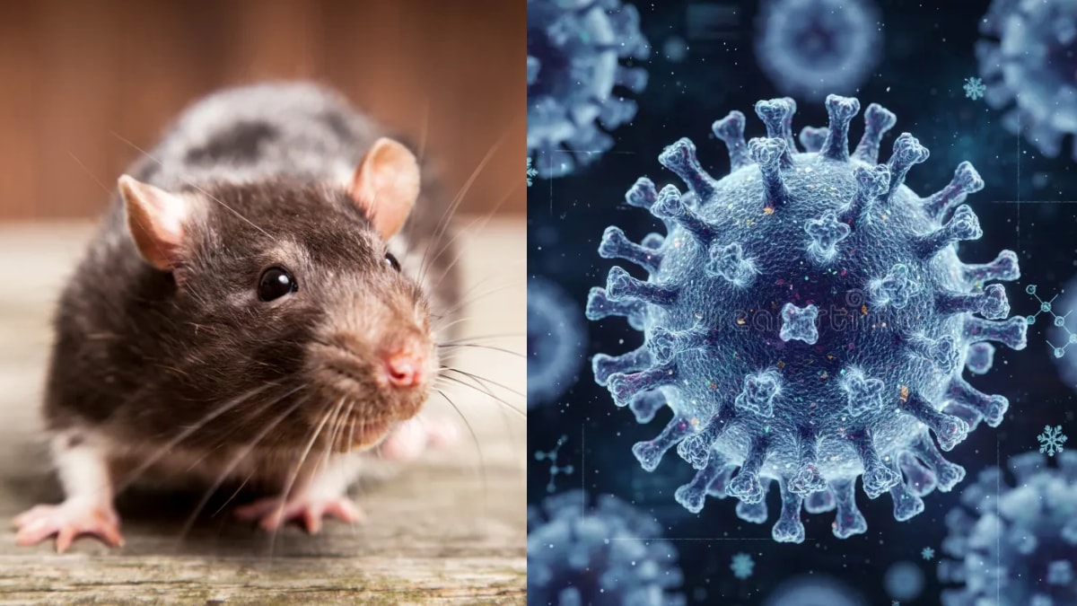 How deadly is Hantavirus? – All you need to know