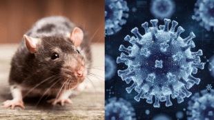 CDC Chief Explains Why Cruise Ship Hantavirus Outbreak Is Not a Covid-Like Threat