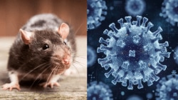 Hantavirus outbreak: Indian crew members safe, CDC chief Jay Bhattacharya urges calm — ‘This is not Covid’