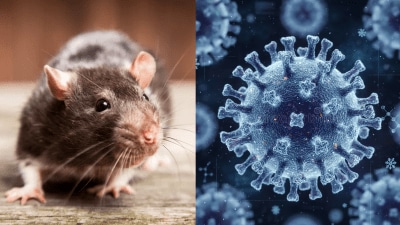Hantavirus outbreak: Indian crew members safe, CDC chief Jay Bhattacharya urges calm