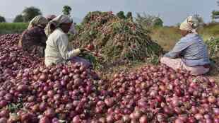 Policy decisions driving the Rs 10,000 cr bailout request from onion farmers