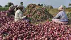 Bans, duties, and slashed margins: Policy decisions driving the Rs 10,000 cr bailout request from onion farmers