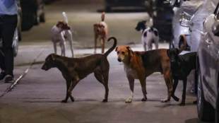 SC rejects pleas to recall stray dog relocation, sterilisation orders; rebukes states for 'sporadic' infrastructure
