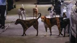 SC rejects pleas to stay earlier order on stray dogs relocation, rebukes states for ‘sporadic’ infrastructure