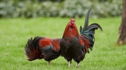Bird flu scare in Maharashtra: 1.4 lakh chickens to be culled in Nandurbar
