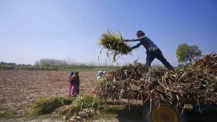 India’s Wheat Stocks Hit 5-Year High