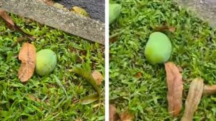 Indian creator’s viral video on Singapore’s fallen fruit law sparks discussion online over hefty fines.