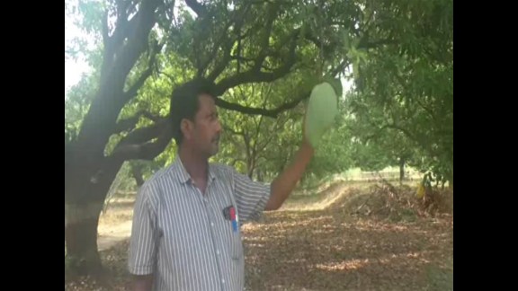King-sized Noorjahan mango sells for up to Rs 3,000- A single fruit heavier than papaya attracts buyers and tourists