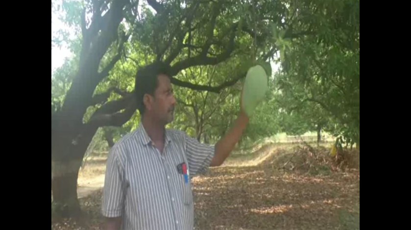 King-sized Noorjahan mango sells for up to Rs 3,000- A single fruit heavier than papaya attracts buyers and tourists