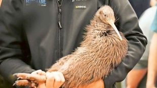 KIWI: A citizen campaign returns iconic kiwi birds to New Zealand's capital after century-long absence (Source: Associated Press)