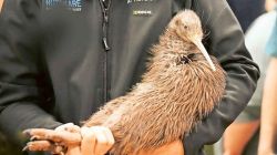 Bringing the wild back: A new wave of rewilding projects is reviving species and ecosystems 