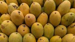 Why are mango farmers in Tamil Nadu letting their crop rot?