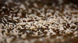 Second screwworm case reported in Texas – Why the flesh-eating parasite has US livestock officials on alert
