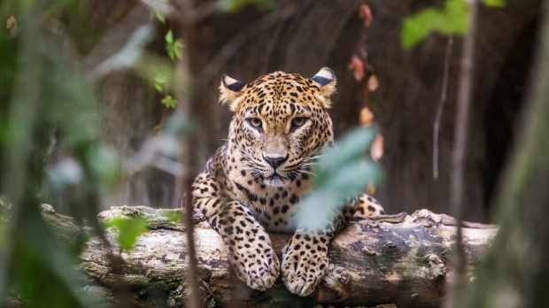 sri lanka wildlife safaris